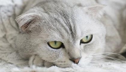 -沃尔夫斯堡阵痛调整，外援连环伤退成大问题，沃尔夫斯堡转会消息