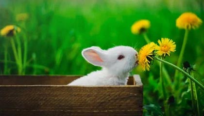 -卡迪夫城引进黑马球员，冲击英冠头名，卡迪夫城主场球场